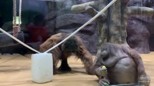 Зимний зоопарк в Ижевске