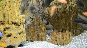 Цихлидник Малави pt.2