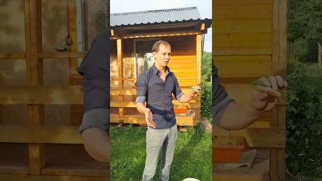 Surströmming - пробуем на вкус