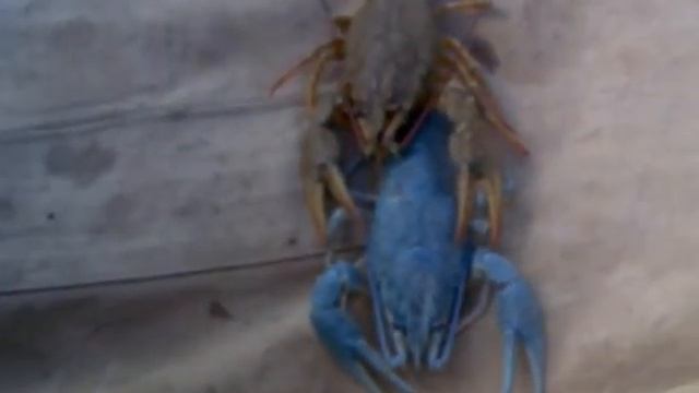 голубой рак.... смотреть онлайн