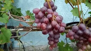 Сорт винограда Низина