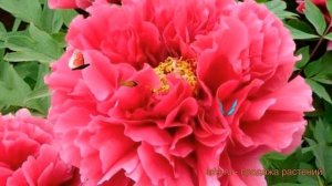 Пион древовидный Нью сан мун (paeonia suffruticosa) ? обзор: как сажать, саженцы пиона Нью сан мун