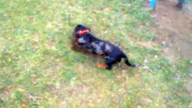 Карликовая такса БАСЯ ♥ На прогулке смотреть онлайн