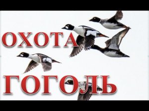 Охота на гоголя, отличные налеты. Gogol hunting, excellent raids