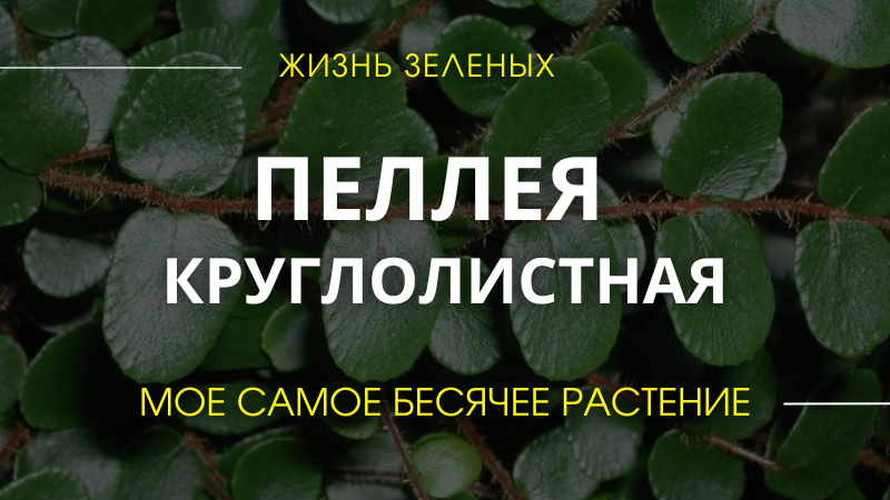 Самое капризное растение в моей коллекции. Пеллея круглолистная. Полив. Уход