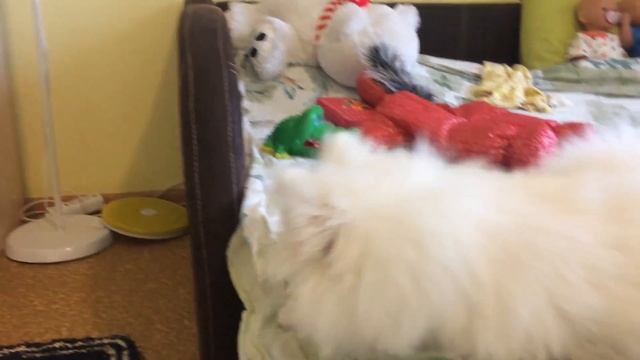 Гучи лает на себя в зеркале. 2018 год. Нике 7 а Гуче 8 месяцев смотреть онлайн