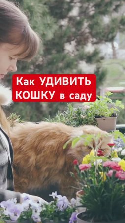 КОШКИ ОБОЖАЮТ эти растения🌿🐈