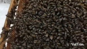 Пасека в болоте! Конец зимовки! Минусы и плюсы!