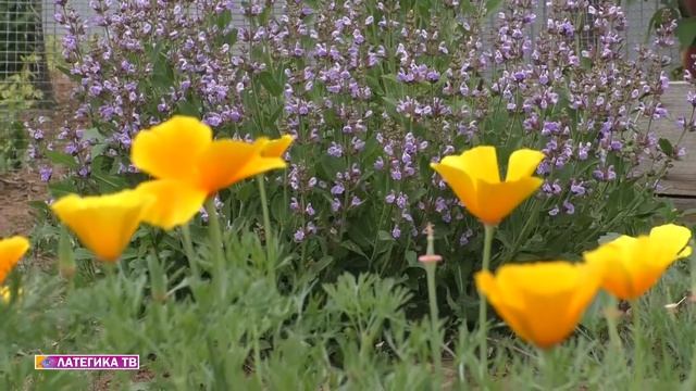 01 06 2020 Пион цветет эшшольция и шалфей смотреть онлайн