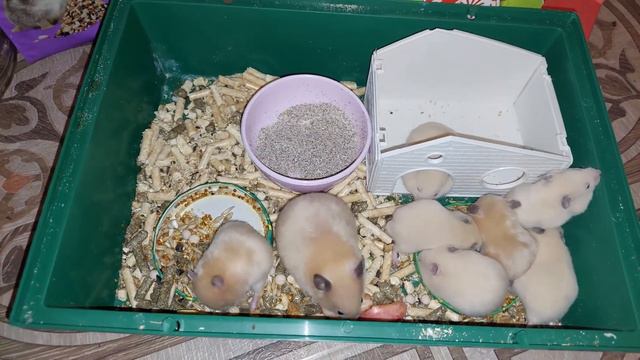 ХОМЯЧКАМ 28 ДНЕЙ (HAMSTERS ARE 28 DAYS OLD)