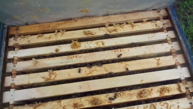 Пчёлы (Заменим дымарь мятными каплями) смотреть онлайн