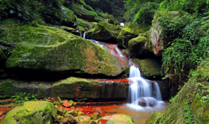 Пение птиц у горного ручья, расслабляющие звуки природы ✦ релакс ✦ relax