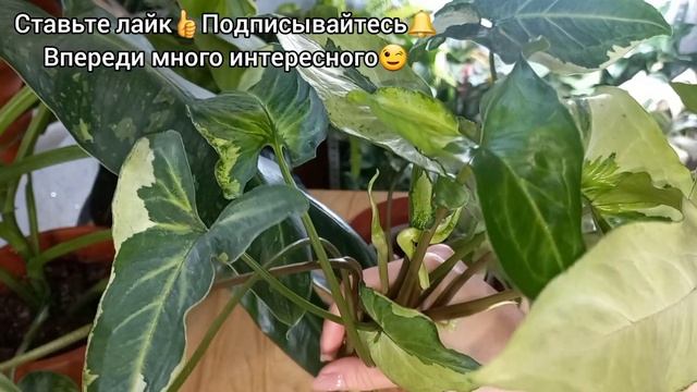 Три короля?Формирование СИНГОНИУМА?Черенкование?Размножение?Укоренение?Посадка?Состав грунта?Полив?