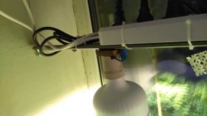 Петрушка на подоконнике на гидропонике