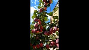 Слива колоновидна.