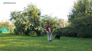 Непослушный лабрадор: коррекция поведения