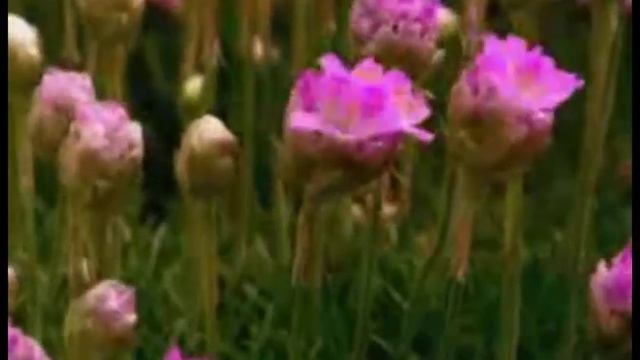 Говорящие цветы.wmv смотреть онлайн