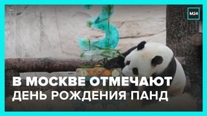 День рождения панд Жуи и Диндин отмечают в Московском зоопарке - Москва 24