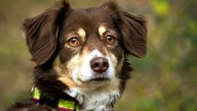 Сука смотреть онлайн