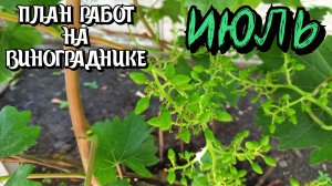 Июль 2023. План работ на винограднике.