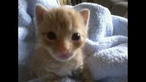 Кишлак - Слёзы (nightcore)