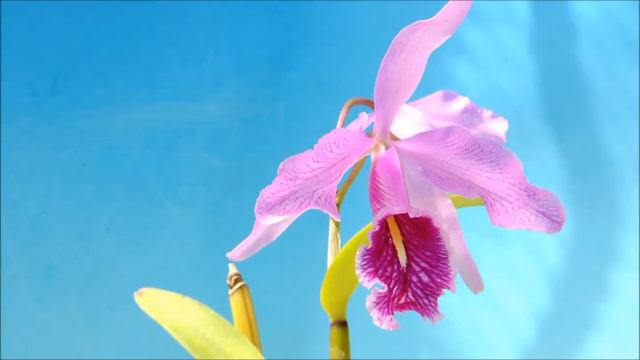 Cattleya maxima`Labio Fuerte' (orchid) смотреть онлайн