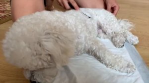 О породе Бишон Фризе