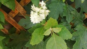 Цветение дуболистной гортензии.