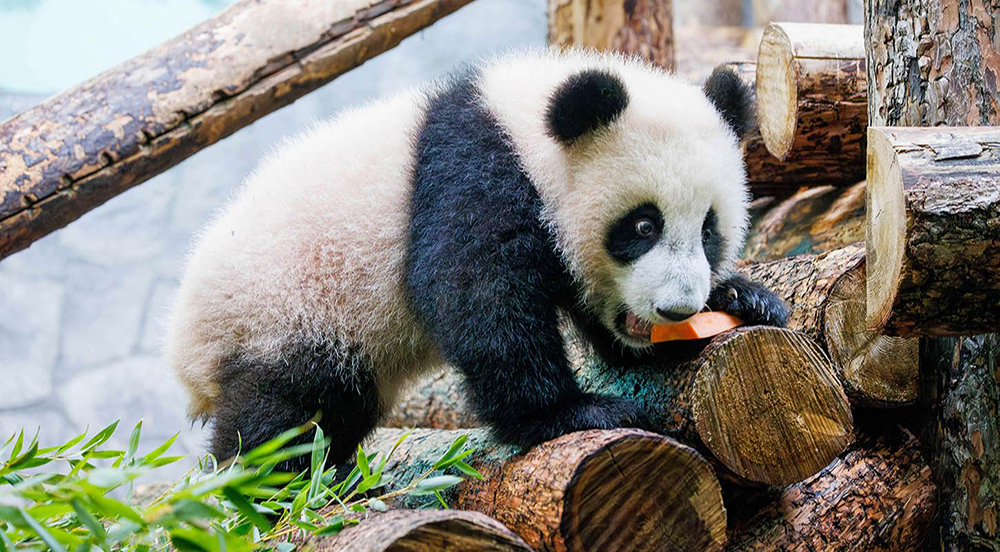 Панда Катюша встречает весну, катаясь с горки / Город новостей на ТВЦ
