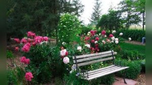 Выбор места для посадки многолетних пионов
