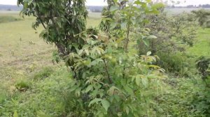 Как правило посеять люцерну