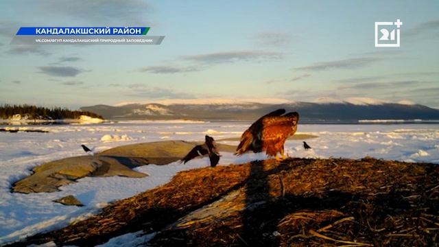 Животные из Мурманской области попали на забавное видео смотреть онлайн