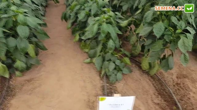 Новинки переца компании Rijk Zwaan 20.07.2016 смотреть онлайн