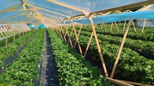 Первый сбор с грунта. Поставил балаганы