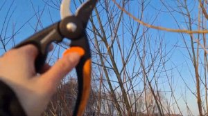 Самое время собирать иву! Плетение из лозы. Сбор материала