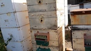 Как собирать пыльцу на пасеке | 494/ 00