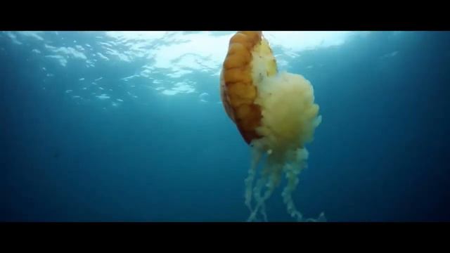 Дайверы заметили странного дельфина, который крутился возле них! Вот, что он хотел им показать! смотреть онлайн