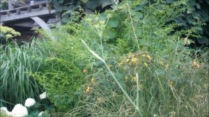 The Oast Garden in August