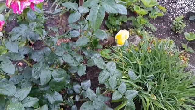 Сюрприз розы Абракадабра /Surprise Rose Abracadabra смотреть онлайн