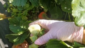 Дестини, земляника с переводом СУДЬБА! Отличный поздний сорт!!!