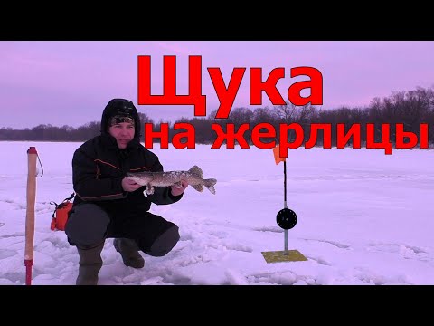 Ловля щуки на жерлицы зимой