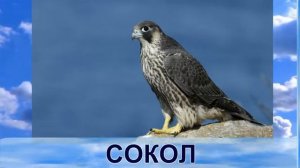 Изучаем новые слова с малышами.  Узнаём птиц с детьми 2-4-6 лет со звуком.