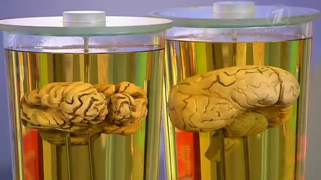 Пажитник. Пряные травы на нашем столе смотреть онлайн