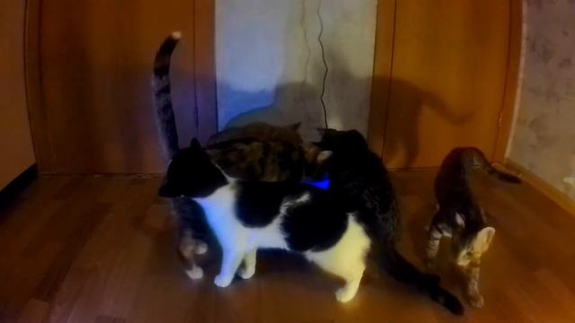 Поилка-фонтан -  новая игрушка для котиков.Поилка для кошек и маленьких собак.