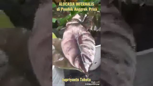 #alocasia #alocasiainfernalis #jupriyantotaheta ALOCASIA INFERNALIS di Pondok Anggrek Prisa смотреть онлайн