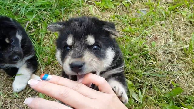Щенки