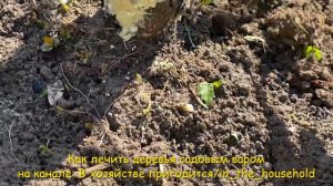 Как лечить деревья с поврежденной корой 🌳 садовым варом