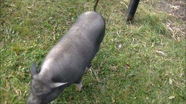 вьетнамские свиньи описание породы