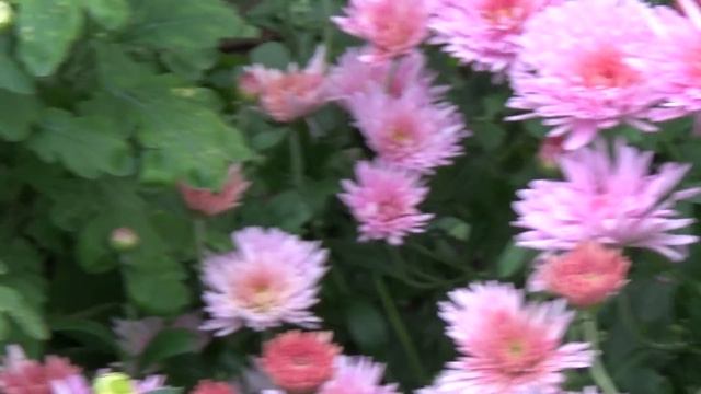 Вот и осень...До скорой встречи сад-огород! смотреть онлайн