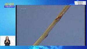 6-класс | Биология | Побег.  Строение и значение побега  Почка – зачаточный побег. Виды почек